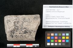 Foto (Objekt + Etikett) von Calamites communis Ettingshausen (NHMW-GEO-2024-0188-10958)